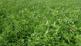 Red clover silage: Similar yields, quality with 2.3x less nitrogen