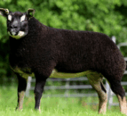 Breeder’s Choice Summer Selection sale kicks off later