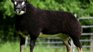 Breeder’s Choice Summer Selection sale kicks off later