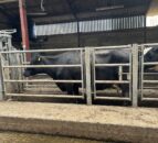 Autumn calving: Body condition score cows ahead of drying off