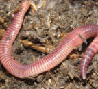 Study simplifies method for analysis of soil carbon