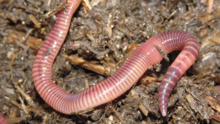 Study simplifies method for analysis of soil carbon