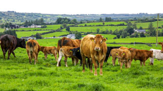 UFU: Farmers considering bluetongue vaccine should consult vet
