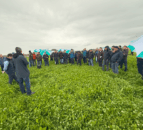 Over 70 farmers join dairy calf-to-beef farm walk