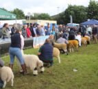 NI sheep farmers ‘need parity’ on financial supports available in south – breeder