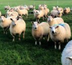 What is in Australia’s new five-year sheep strategic plan?