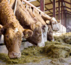 Beef advice: Creating a calm environment for finishing cattle