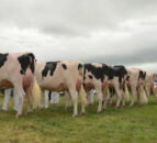 Deadline extended for entries to Tullamore Show