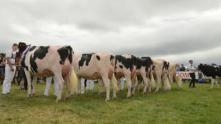 Deadline extended for entries to Tullamore Show