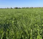 Grass-clover: Key to growing 15t DM/ha and reducing nitrogen