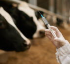 Scottish MP urges farmers to vaccinate against bluetongue