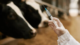 Scottish MP urges farmers to vaccinate against bluetongue