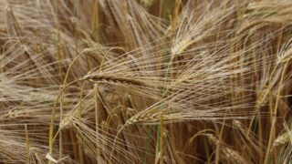AHDB: Mixed picture on progress of crops up to end of June