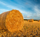 PDA: Dry season will impact on potash offtakes