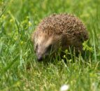 Police appeal for information after hedgehog 'set alight'
