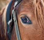 DAERA announces changes to animal transport policy for shows