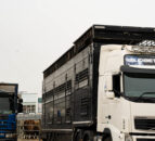 Extra border checks on live animal imports to UK cancelled