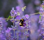 Muir: Over £4.6m approved under nature-friendly farming scheme