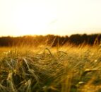 Cross-border project pilots digital ‘farm to fork’ solution at Tipperary brewery