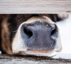 NI brucellosis compensation rates for September 2025 confirmed