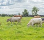 DAERA publishes data on farm performance in NI