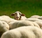 PSNI investigating theft of 20 sheep in Co. Antrim
