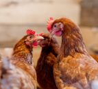 £250k awarded to develop solutions to nutrient challenges in NI poultry sector
