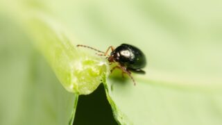New project to take cabbage stem flea beetle control to next level