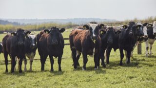 Lidl GB to invest £30 billion in ‘British food and farming industry’