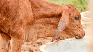 WOAH confirms 2 outbreaks of lumpy skin disease in Spain