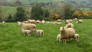 EU lamb imports surpass 99,000t – up 20% or 6,300t on last year