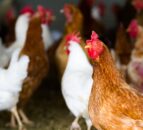 Global poultry market ‘poised for continued strength’ but bird flu a concern