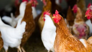 Global poultry market ‘poised for continued strength’ but bird flu a concern