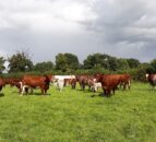 Winners of NI Beef Shorthorn awards celebrate in Cookstown