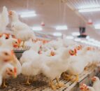 New Red Tractor chairs for Fresh Produce and Poultry sectors  