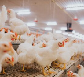 Bird flu prevention zones lifted across Great Britain – Defra