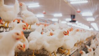 New Red Tractor chairs for Fresh Produce and Poultry sectors  