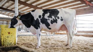 Autumn milk output reported to be on the rise in Northern Ireland    