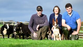 Derg Dutch Spotted flock set for disperal sale at Ballymena