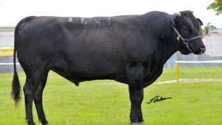 Brazilian beef sector pushing to align with global standards