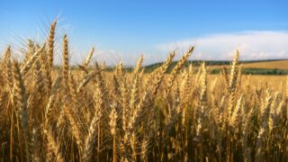 World food prices declined in October – FAO