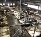 Controlling lameness before the housed period