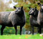 £3m secured to continue Welsh Sheep Genetics Programme