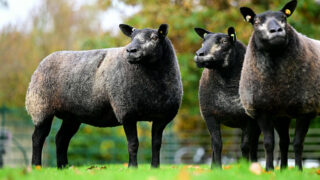 Little Whisker flock dispersal sale this weekend