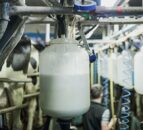 Keeping thermoduric bacteria levels low in late lactation