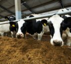Trial: Feed by-products can be used to boost early lactation milk yields