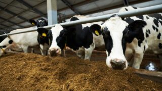 Trial: Feed by-products can be used to boost early lactation milk yields