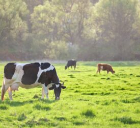 Environmental impact of English farms decreasing – study