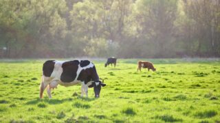 Environmental impact of English farms decreasing – study