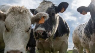 Dairy-beef production ‘set to grow’ across the globe – AHDB